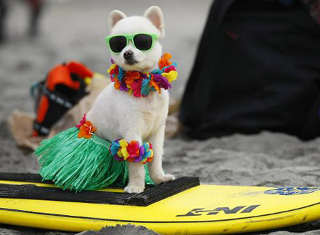 A six-year old Pomeranian named Bobby Gorgeous waits to compete in his 20lbs and under heat at the 4th annual Helen Woodward Animal Center 'Surf Dog Surf-A-Thon' at dog beach in Del Mar, California Sep. 13, 2009. The event helps raise awareness and money for orphaned pets while promoting responsible pet ownership.(Xinhua/Reuters Photo)