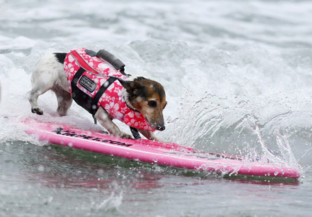 An eight-year old Russell Terrier named Kai hangs on to the surfboard as she competes in the 20lbs and under heat at the 4th annual Helen Woodward Animal Center 'Surf Dog Surf-A-Thon' at dog beach in Del Mar, California Sept. 13, 2009. The event helps raise awareness and money for orphaned pets while promoting responsible pet ownership. (Xinhua/Reuters Photo)