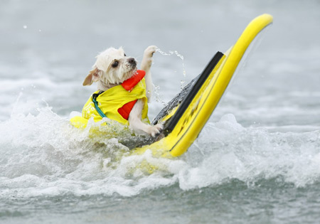 A six-year old Pomeranian named Bobby Gorgeous competes at the 4th annual Helen Woodward Animal Center 'Surf Dog Surf-A-Thon' at dog beach in Del Mar, California Sept. 13, 2009. The event helps raise awareness and money for orphaned pets while promoting responsible pet ownership. (Xinhua/Reuters Photo)