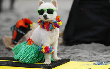 A six-year old Pomeranian named Bobby Gorgeous waits to compete in his 20lbs and under heat at the 4th annual Helen Woodward Animal Center 'Surf Dog Surf-A-Thon' at dog beach in Del Mar, California Sep. 13, 2009. The event helps raise awareness and money for orphaned pets while promoting responsible pet ownership.[Xinhua/Reuters]
