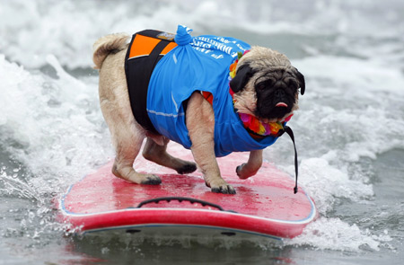 A two-year-old Pug named Bentley rides a wave as he competes in the 20lbs and under heat at the 4th annual Helen Woodward Animal Center 'Surf Dog Surf-A-Thon' at dog beach in Del Mar, California Sept. 13, 2009. The event helps raise awareness and money for orphaned pets while promoting responsible pet ownership. [Xinhua/Reuters]