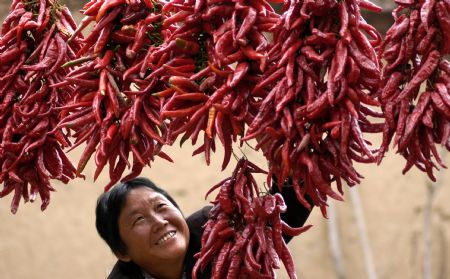 A farmer hangs strings of hot peppers on the wall for drying in Houhao Village of Juye County, east China's Shandong Province, Sept. 14, 2009. Strings of hot pepper can be seen everywhere in the county as there is bumper harvest this year.(Xinhua Photo)