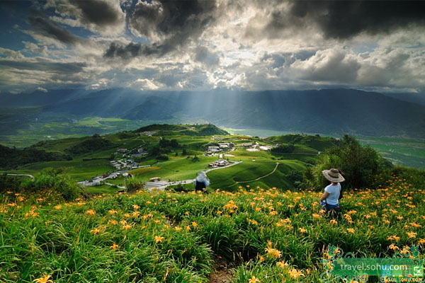 Blooming golden-colored daylily flowers abound the farmlands of Hualien county in eastern Taiwan. 