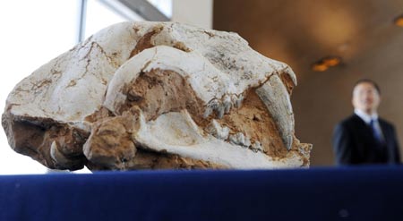 A fossilized saber-toothed cat skull is displayed during a repatriation ceremony for US Department of Homeland Security officials to turn over bones and eggs of pre-historic animals shipped illegally from China to the US, at the Chinese Embassy in Washington September 14, 2009.