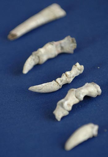 Fossil bones sit on display during a repatriation ceremony for US Department of Homeland Security officials to turn over bones and eggs of pre-historic animals shipped illegally from China to the US, at the Chinese Embassy in Washington September 14, 2009.[