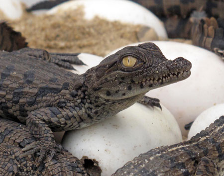 Baby Nile Crododiles are seen in this picture taken at Zhongshan Park in Wuhan, capital of central China's Hubei Province, Sept. 16, 2009, five days after their succesfully artificial incubation. The succesful hatching of eight Nile Crocodiles was the first case in the park.