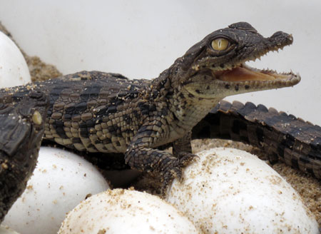 Baby Nile Crododiles are seen in this picture taken at Zhongshan Park in Wuhan, capital of central China's Hubei Province, Sept. 16, 2009, five days after their succesfully artificial incubation. The succesful hatching of eight Nile Crocodiles was the first case in the park.