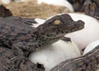 Baby Nile Crocodiles greet new world 