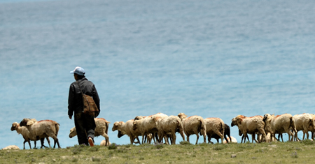 A man herds goats near the Yamdrok Tso, one of the three largest sacred lakes in Tibet, August 16, 2009. The lake, famed for its turquoise waters, lies about 100 kilometers southwest of Lhasa.[Xinhua]
