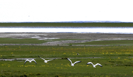 Birds fly over the Yamdrok Tso, one of the three largest sacred lakes in Tibet, August 16, 2009. [Xinhua]