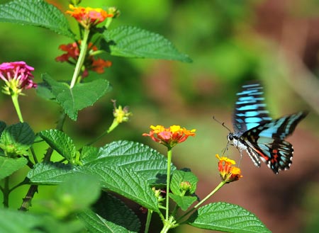 A butterfly rests on a flower in a zoology park in Kunming, capital of southwest China's Yunnan Province, Sept. 19, 2009. The butterfly zoology park featuring tens of thousands of butterflies opened Saturday in Kunming. (Xinhua/Chen Haining) 