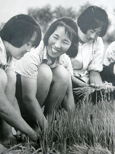 Three young women zhiqing transplant rice in Sichuan Province in this 1960s file photo.