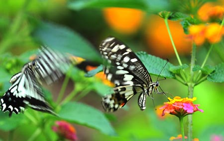 Butterflies fly among flowers in a zoology park in Kunming, capital of southwest China's Yunnan Province, Sept. 19, 2009. The butterfly zoology park featuring tens of thousands of butterflies opened Saturday in Kunming. [Chen Haining/Xinhua]