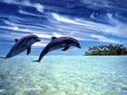 Mysterious sound of dolphins