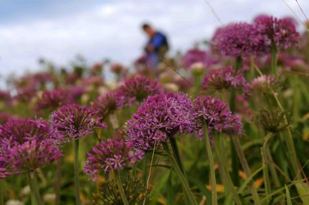 Photo taken on Sept. 22, 2009 show the blossoming leek plants in Hezhang, southwest China's Guizhou Province. A leek flower cultural festival opened on Tuesday in Hezhang county that grows wild leek plants of more than 30 square kilometers.(Xinhua)