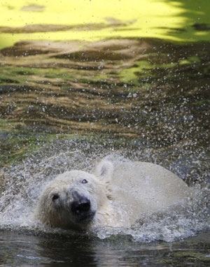 Female polar bear Giovanna swims in a pool during her first public appearance in the zoo in Berlin September 23, 2009. The almost three-year-old female polar bear, who previously lived in a zoo in Munich, has been chosen to become a partner for Knut, a male polar bear who rose to fame when he was hand reared after his mother rejected him in 2006.