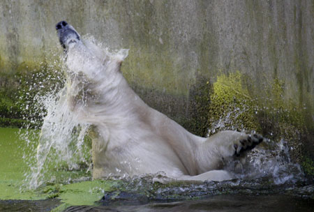 Female polar bear Giovanna shakes herself as she swims in a pool during her first public appearance in the zoo in Berlin September 23, 2009. The almost three-year-old female polar bear, who previously lived in a zoo in Munich, has been chosen to become a partner for Knut, a male polar bear who rose to fame when he was hand reared after his mother rejected him in 2006. 