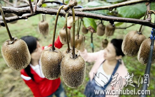 Visitors to a rare plants exhibition held in Wuhan Botanical Garden are encouraged to freely pick kiwi fruit during the weeklong China National Day holiday, which starts on October 1. [Photo: cnhubei.com] 