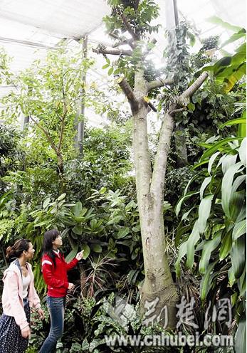 Visitors show intense interest in a upas tree in Wuhan Botanical Garden in central China's Hubei Province on Wednesday, September 23, 2009. The poisonous liquid of upas was applied to arrows to hunt and kill animals. The upas tree is just one of the rare plants on display at the tropical rainforest exhibition during China's weeklong National Day holiday. [Photo: cnhubei.com] 
