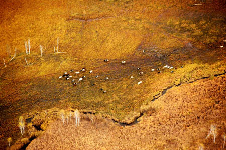 Aerial photo taken on Sept. 23, 2009 shows the scenery of the Greater Khingan range in north China's Inner Mongolia Autonomous Region. The local eco-environment has witnessed a great improvement thanks to the local government's efforts to restore the eco-system. [Wang Yongji/Xinhua] 