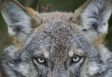 A tame wolf is seen in the village of Nadbiarezha, some 250 km (156 miles) northwest of Minsk, September 23, 2009.(