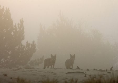 Wolves are seen in a forest in the 30 km (19 miles) exclusion zone around the Chernobyl nuclear reactor during a foggy morning near the abandoned village of Borshchevka, which is situated now in radiation-ecology reserve some 390 km (242 miles) southeast of Minsk, September 6, 2009. Wildlife in the exclusion zone has been teeming despite radiation, since people left the area around Chernobyl after the 1986 nuclear disaster, keepers of the reserve said