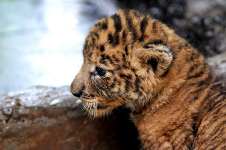 Photo taken on Sept. 27, 2009 shows a tigon at Hainan Tropical Wildlife Park and Botanical Garden in Haikou, capital of south China's Hainan Province. [Guo Cheng/Xinhua]