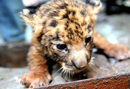 Photo taken on Sept. 27, 2009 shows a tigon at Hainan Tropical Wildlife Park and Botanical Garden in Haikou, capital of south China's Hainan Province. A male Manchurian tiger and a female African lion gave birth to twins tigon here on Sept. 1, 2009. (Xinhua/Guo Cheng)