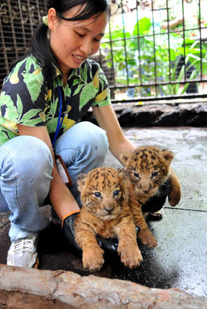 Photo taken on Sept. 27, 2009 shows a pair of tigon twins at Hainan Tropical Wildlife Park and Botanical Garden in Haikou, capital of south China's Hainan Province. A male Manchurian tiger and a female African lion gave birth to twins tigon here on Sept. 1, 2009. (Xinhua/Guo Cheng)