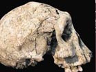 New clue into human evolution found