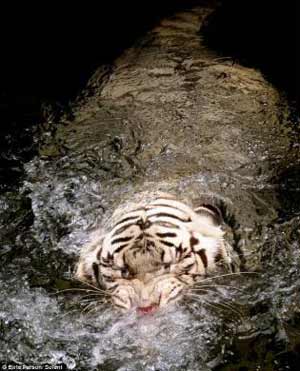 White tigers are born to a Bengal Tiger that has the recessive gene needed for white colouring and happens naturally once in every 10,000 births. [CCTV]