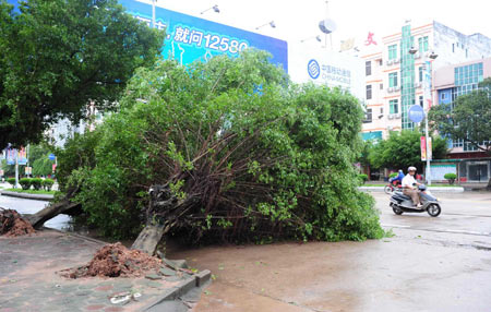 A tree is blown down and uprooted by the typhoon Kestana, on the street of Qionghai, south China's Hainan Province, Sept. 29, 2009. The typhoon Kestana has affected Qionghai City with continuous gale and forced a local hydropower station to stop work. [Xinhua]