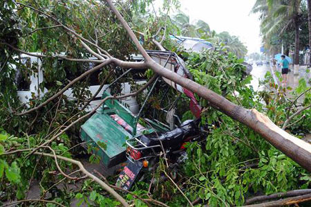 A patch of sugarcanes are blown down by the typhoon Kestana, in the farm fields of Qionghai, south China's Hainan Province, Sept. 29, 2009. The typhoon Kestana has affected Qionghai City with continuous gale and forced a local hydropower station to stop work. [Xinhua]