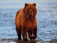 Brown bears,also known as grizzlies, occur throughout Alaska except on islands south of Frederick Sound in southeast Alaska. Katmai National Park has the world's highest concentration of brown bears.[Photo by Luo Hong]