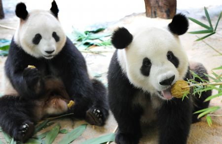 Giant pandas eat mooncakes at the Xiangjiang Safari Park in Guangzhou, capital of south China's Guangdong Province, on Oct. 3, 2009.(Xinhua/Lu Hanxin)