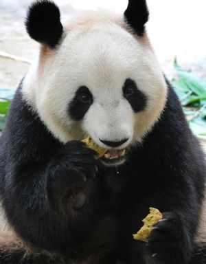 A giant panda eats a mooncake at the Xiangjiang Safari Park in Guangzhou, capital of south China's Guangdong Province, on Oct. 3, 2009.(Xinhua/Lu Hanxin)