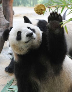 A giant panda takes a mooncake at the Xiangjiang Safari Park in Guangzhou, capital of south China's Guangdong Province, on Oct. 3, 2009.(Xinhua/Lu Hanxin)