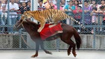 Animals at zoo attract tourists during holiday