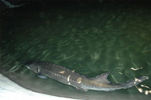 The male Chinese sturgeon used for breeding artificially propagated acipenser sinensis, Chinese sturgeon, was seen in this photo taken on Sunday, October 4, 2009. [Photo: Xinhua]