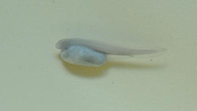 The first artificially propagated Chinese sturgeon, was born