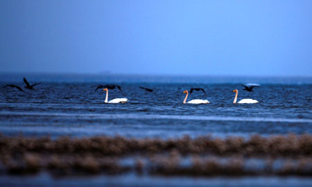 Whooper swans swim at Qinghai Lake near Xining, capital of northwest China's Qinghai Province Oct. 6, 2009. Whooper swans arrived at the lake to live through the winter weeks earlier than past years. (Xinhua/Ge Yuxiu) 