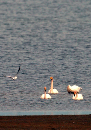 Whooper swans swim at Qinghai Lake near Xining, capital of northwest China's Qinghai Province Oct. 6, 2009. Whooper swans arrived at the lake to live through the winter weeks earlier than past years. (Xinhua/Ge Yuxiu)