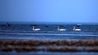 Whooper swans arrive early at Qinghai Lake for winter 