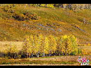 Daxinganling, also known as the Greater Khingan Range, is a volcanic mountain range in northeastern China. This region is covered by forests of larch, birch, aspen and pine, with shrub cover on the highest elevations. It is rich in wildlife, including deer, elk, marten, hare and many other fur-bearing animals. These photos were taken in September of 2009 by Yu Wenbin.