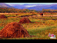 Daxinganling, also known as the Greater Khingan Range, is a volcanic mountain range in northeastern China. This region is covered by forests of larch, birch, aspen and pine, with shrub cover on the highest elevations. It is rich in wildlife, including deer, elk, marten, hare and many other fur-bearing animals. These photos were taken in September of 2009 by Yu Wenbin.