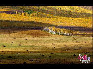 Daxinganling, also known as the Greater Khingan Range, is a volcanic mountain range in northeastern China. This region is covered by forests of larch, birch, aspen and pine, with shrub cover on the highest elevations. It is rich in wildlife, including deer, elk, marten, hare and many other fur-bearing animals. These photos were taken in September of 2009 by Yu Wenbin.