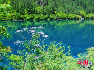 Jiuzhaigou Valley is a nature reserve in northern Sichuan province of China.It is known for its many multi-level waterfalls and colorful lakes, and was declared a UNESCO World Heritage Site in 1992.Jiuzhaigou lies at the southern end of the Minshan mountain range, 330 km north of the provincial capital of Chengdu. It is part of the Jiuzhaigou County (formerly Nanping County) in the Aba Tibetan Qiang Autonomous Prefecture of northwestern Sichuan province, near the Gansu border. [Photo by Liu Guoxing] 