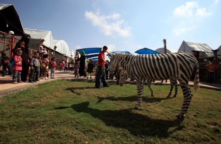  Palestinian children look at white donkeys dyed like zebras at a zoo in the Zeitun neighborhood of Gaza City, Oct. 8, 2009. The zoo dyed two donkeys because the zebra of the zoo died of starvation during the Israeli military offensive as the zookeeper could not feed animals.(Xinhua/Wissam Nassar)