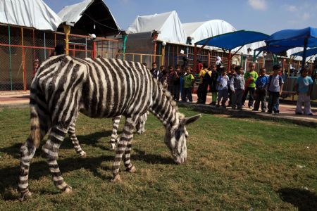 Palestinian children look at white donkeys dyed like zebras in a zoo in the Zeitun neighborhood of Gaza City, Oct. 8, 2009. The zoo dyed two donkeys because the zebra of the zoo died of starvation during the Israeli military offensive as the zookeeper could not feed animals. (Xinhua/Wissam Nassar)