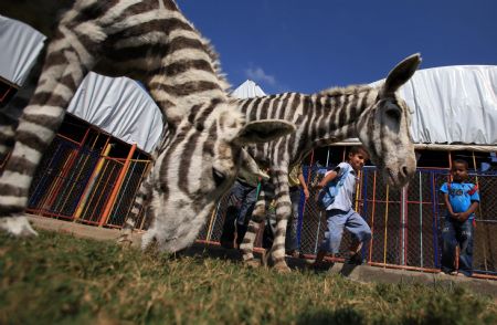 Palestinian children look at white donkeys dyed like zebras at a zoo in the Zeitun neighborhood of Gaza City, Oct. 8, 2009. The zoo dyed two donkeys because the zebra of the zoo died of starvation during the Israeli military offensive as the zookeeper could not feed animals.(Xinhua/Wissam Nassar)